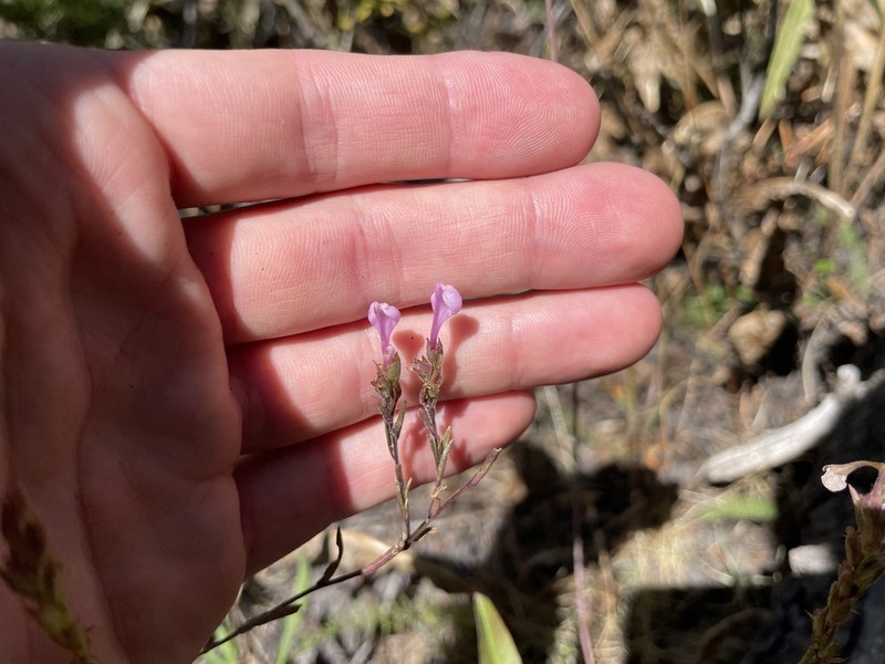 Orthocarpus holmgreniorum photo 8
