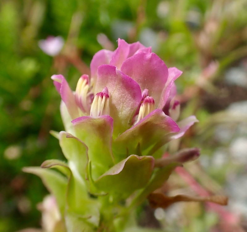 Mountain Owl's-Clover photo 2
