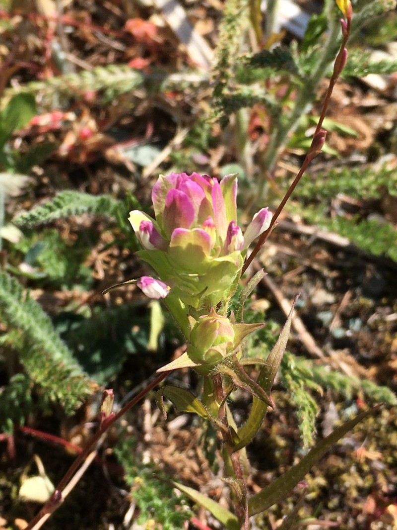 Mountain Owl's-Clover photo 3