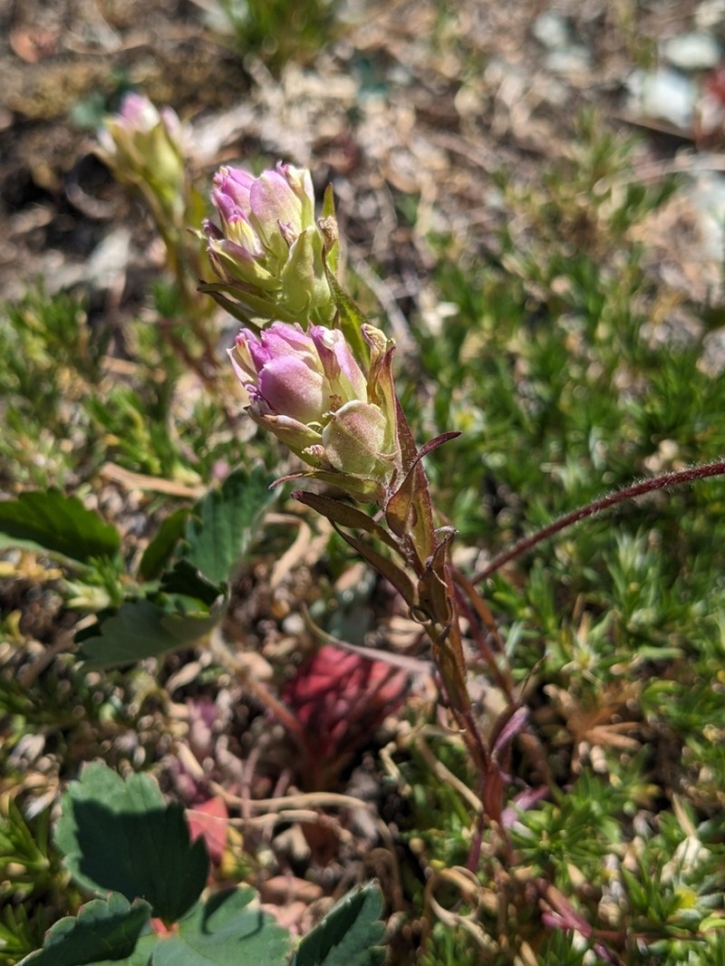 Mountain Owl's-Clover photo 4
