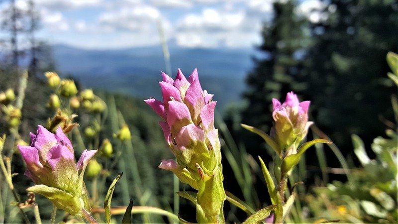 Mountain Owl's-Clover photo 5