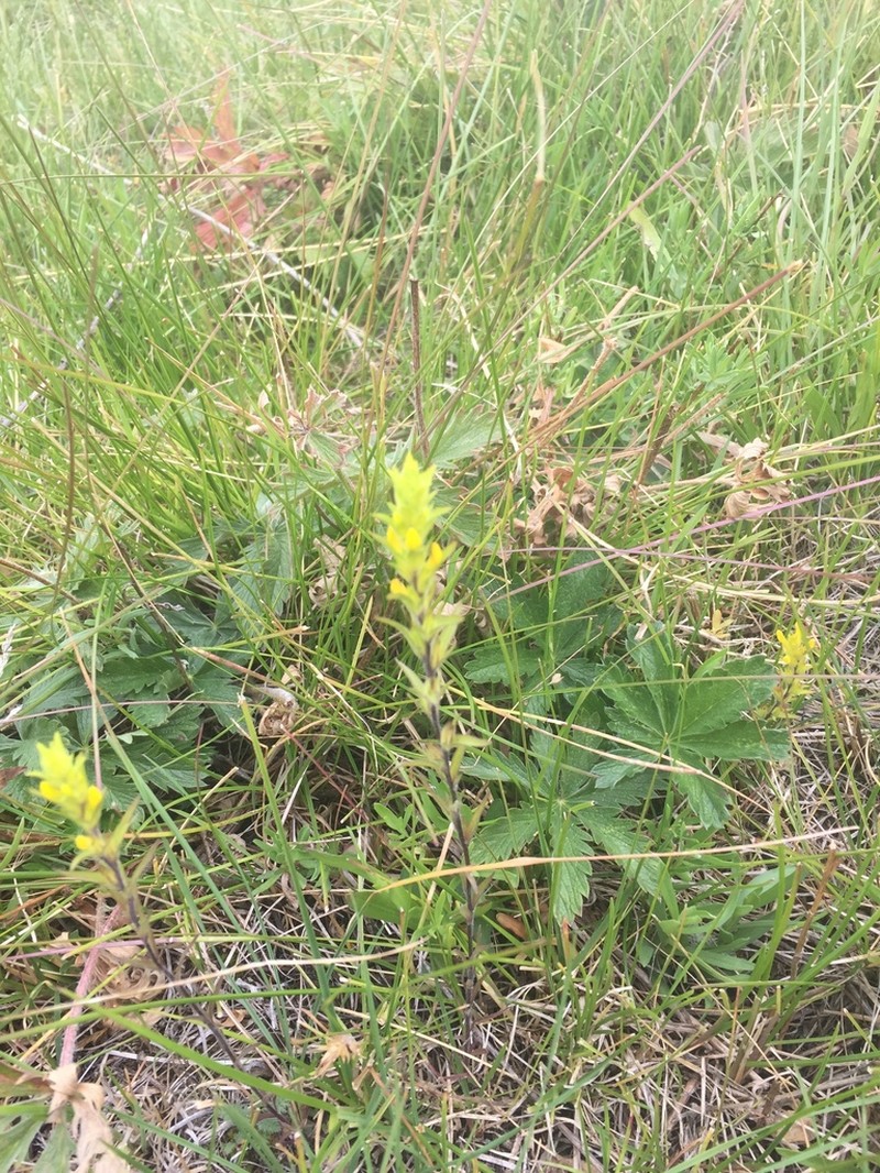 Yellow Owl's-Clover photo 2