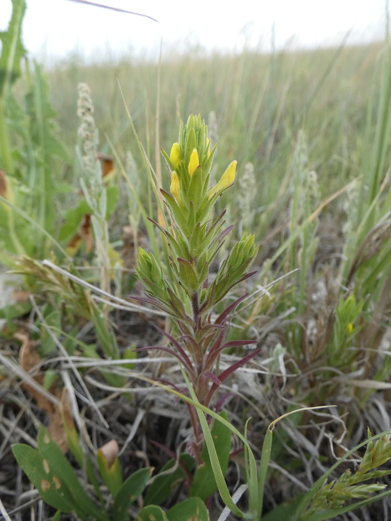 Yellow Owl's-Clover photo 3