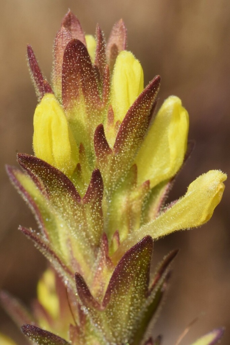 Yellow Owl's-Clover photo 4