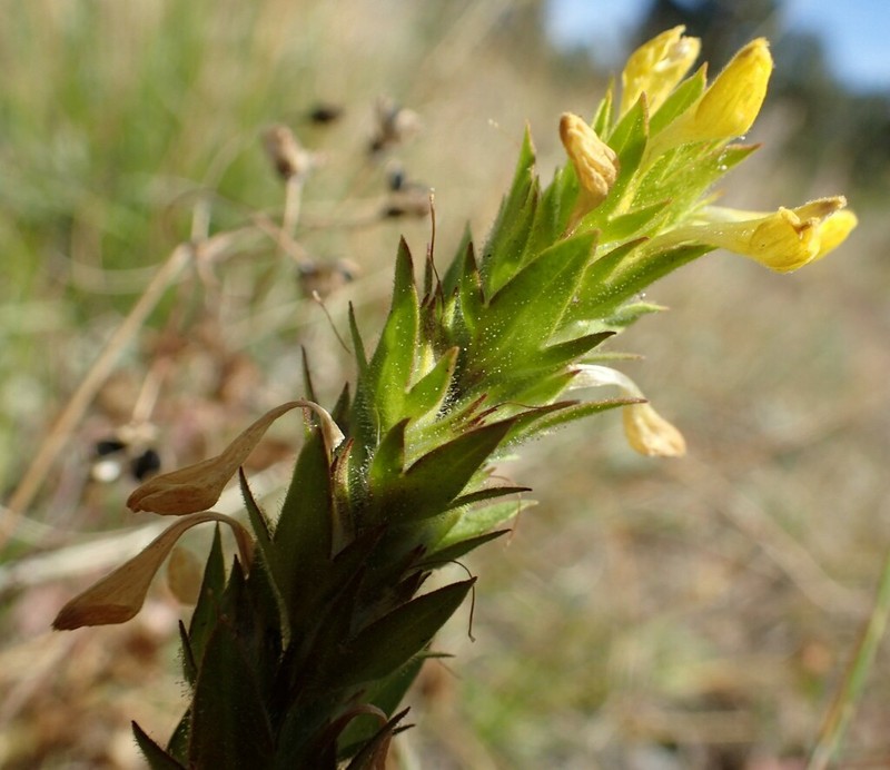 Yellow Owl's-Clover photo 5