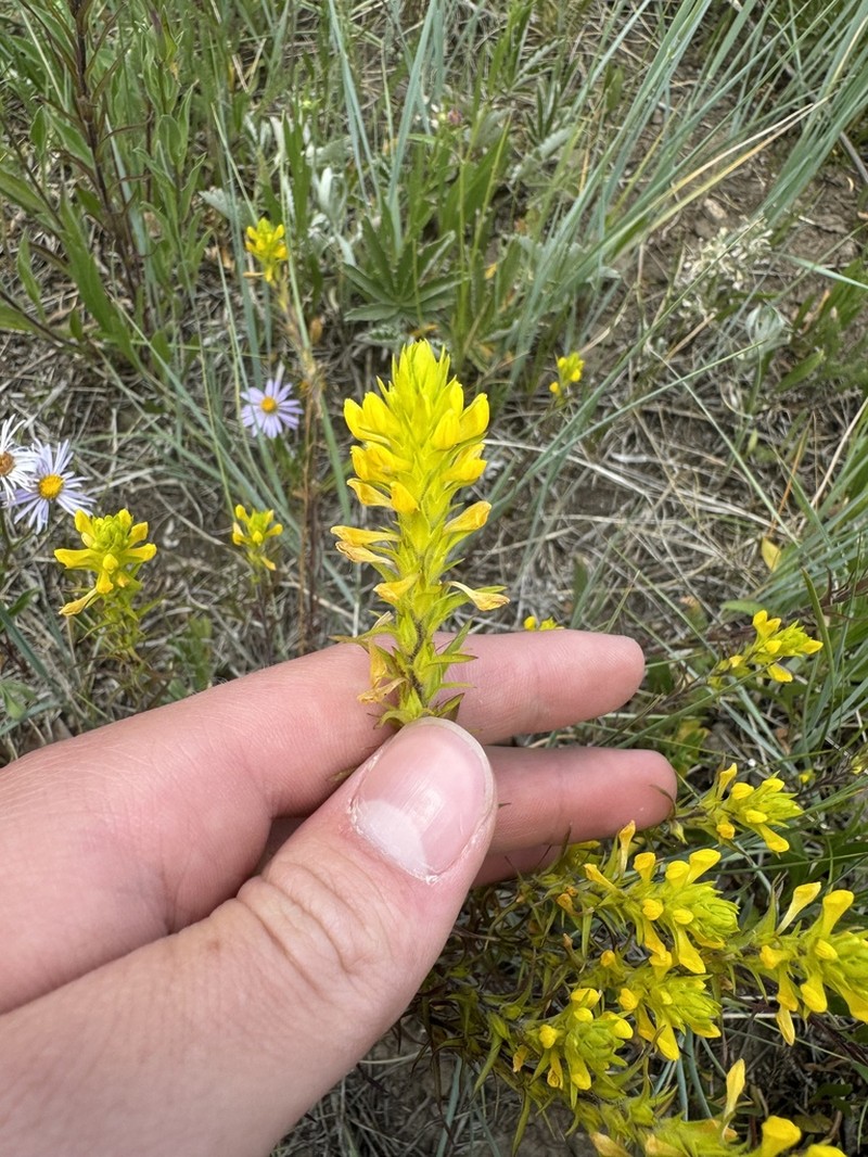Yellow Owl's-Clover photo 6