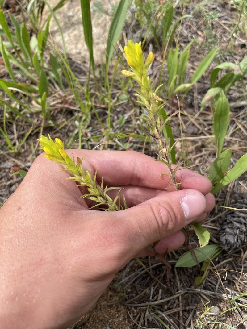Yellow Owl's-Clover photo 7