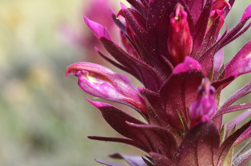 Shasta Owl's-Clover photo 2