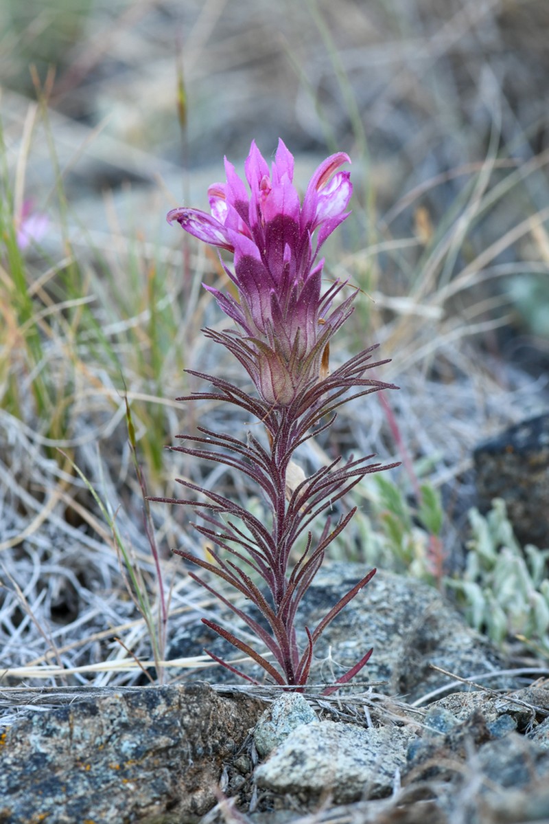 Shasta Owl's-Clover photo 3