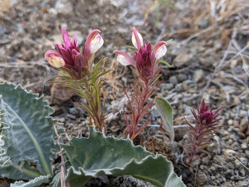 Shasta Owl's-Clover photo 4
