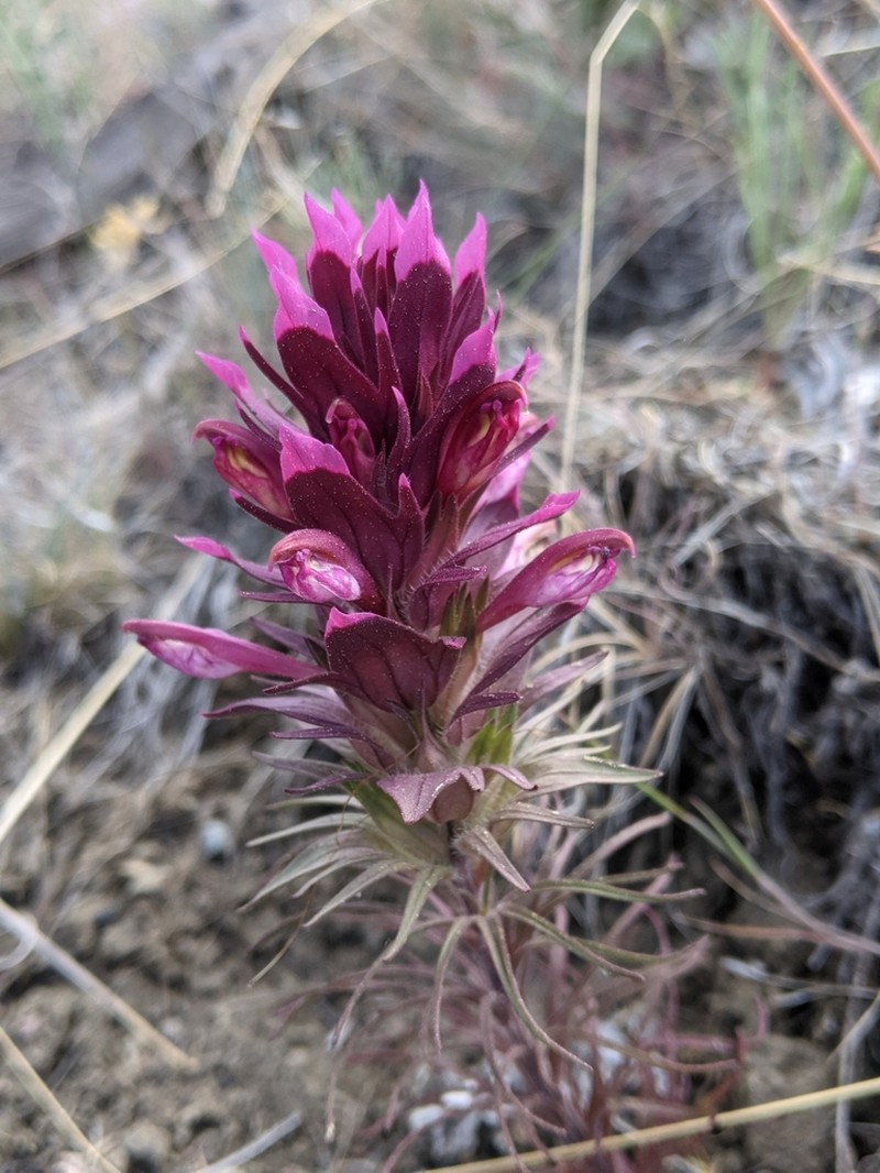 Shasta Owl's-Clover photo 5