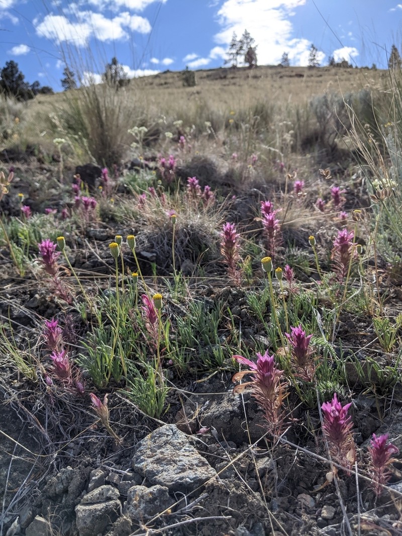 Shasta Owl's-Clover photo 6