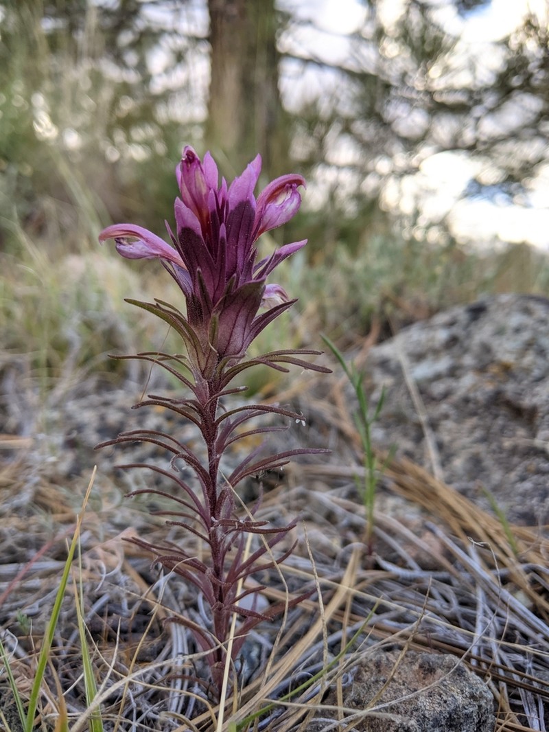 Shasta Owl's-Clover photo 7