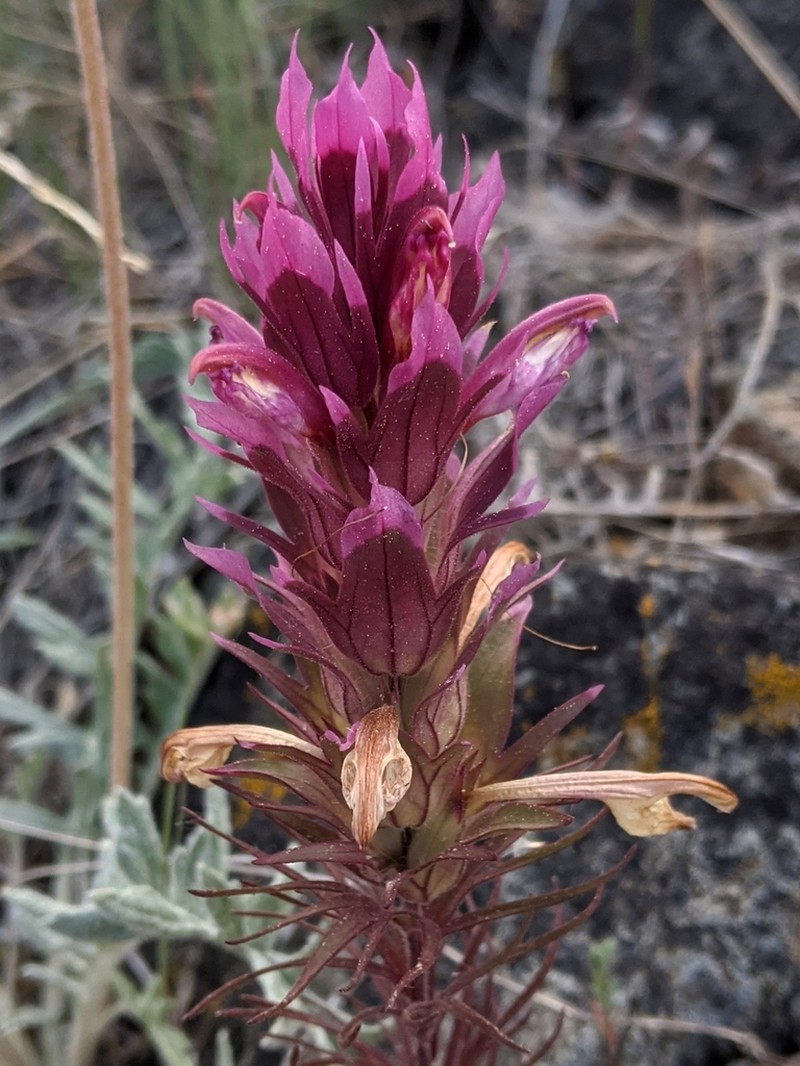 Shasta Owl's-Clover photo 8