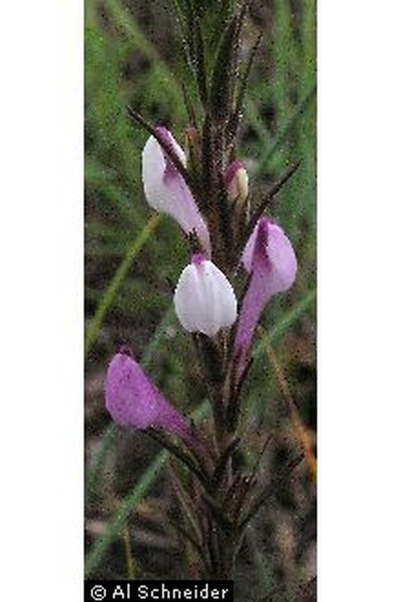 Purplewhite Owl's-Clover