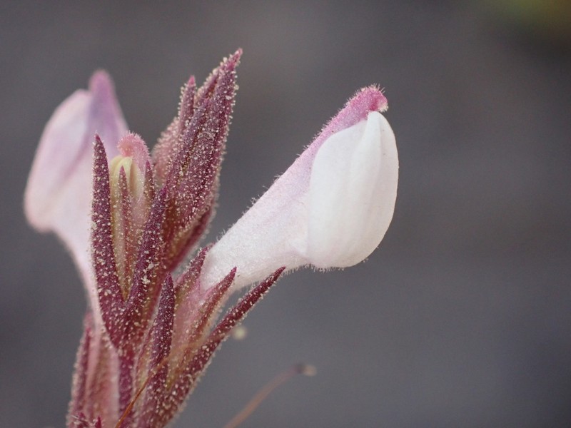 Purplewhite Owl's-Clover