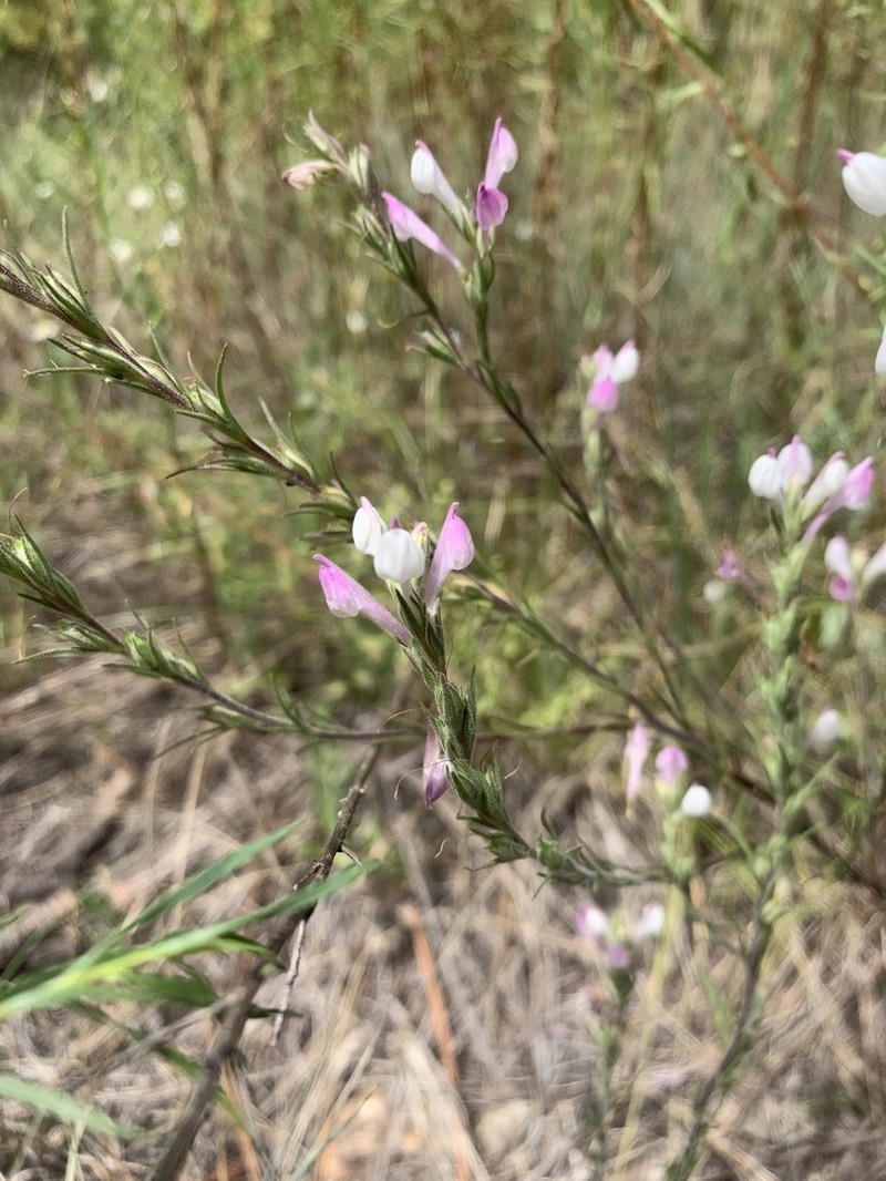 Purplewhite Owl's-Clover photo 3