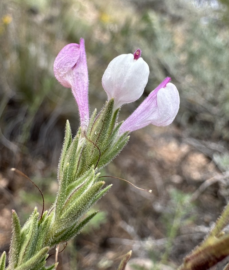 Purplewhite Owl's-Clover photo 4