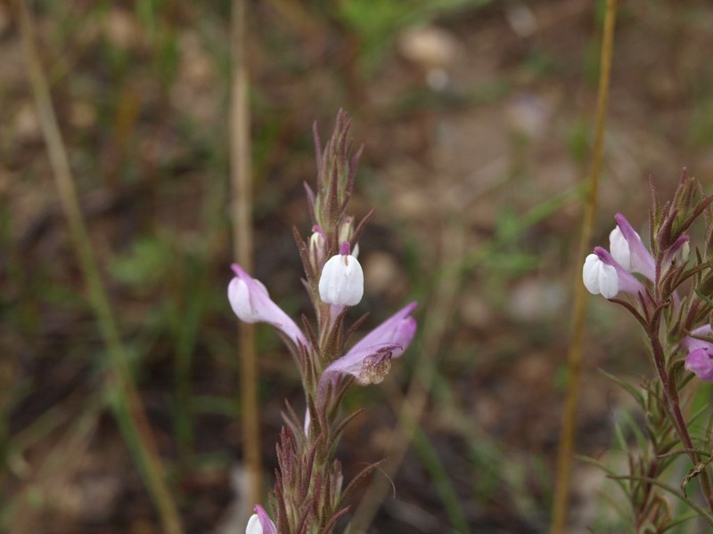 Purplewhite Owl's-Clover photo 5