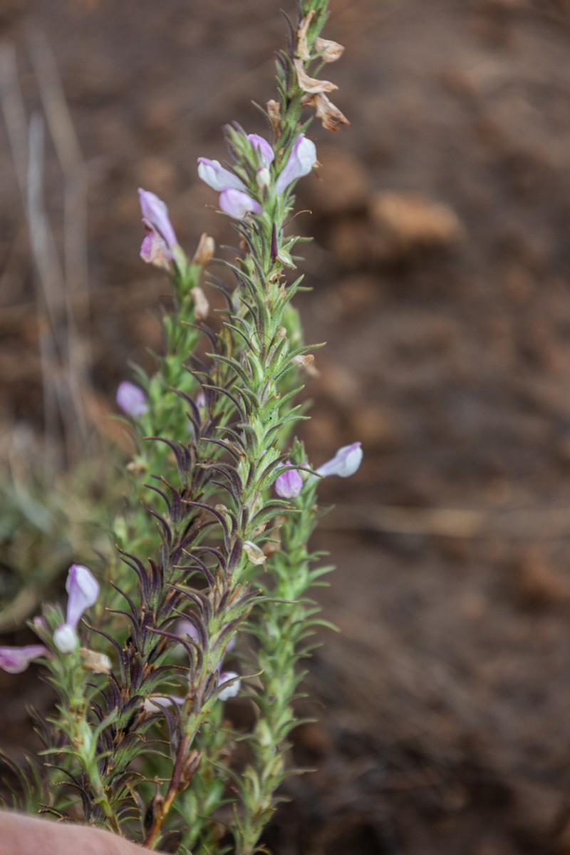 Purplewhite Owl's-Clover photo 6