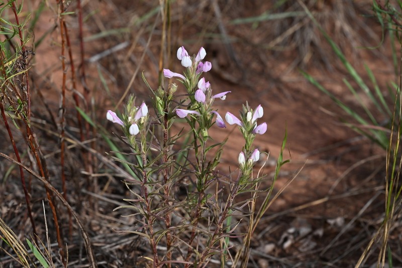 Purplewhite Owl's-Clover photo 7
