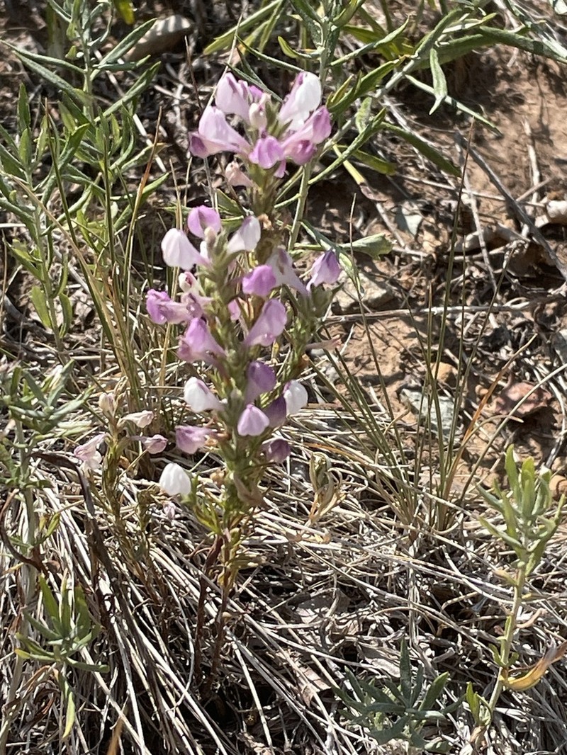 Purplewhite Owl's-Clover photo 8