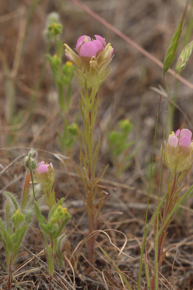 Thinleaved Owl's-Clover