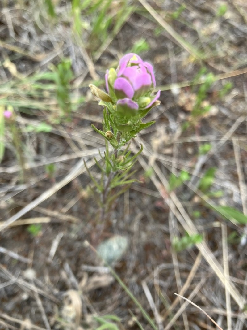 Thinleaved Owl's-Clover