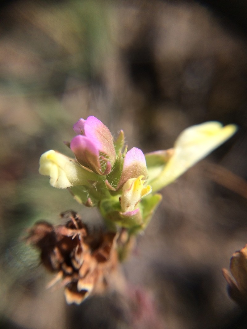 Thinleaved Owl's-Clover photo 2