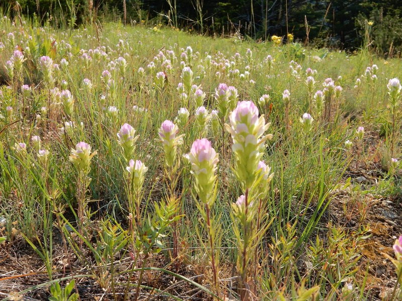 Thinleaved Owl's-Clover photo 3