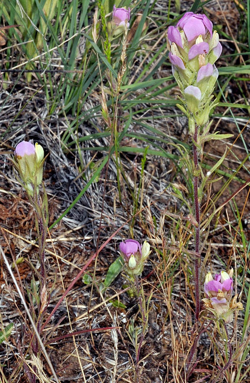 Thinleaved Owl's-Clover photo 4