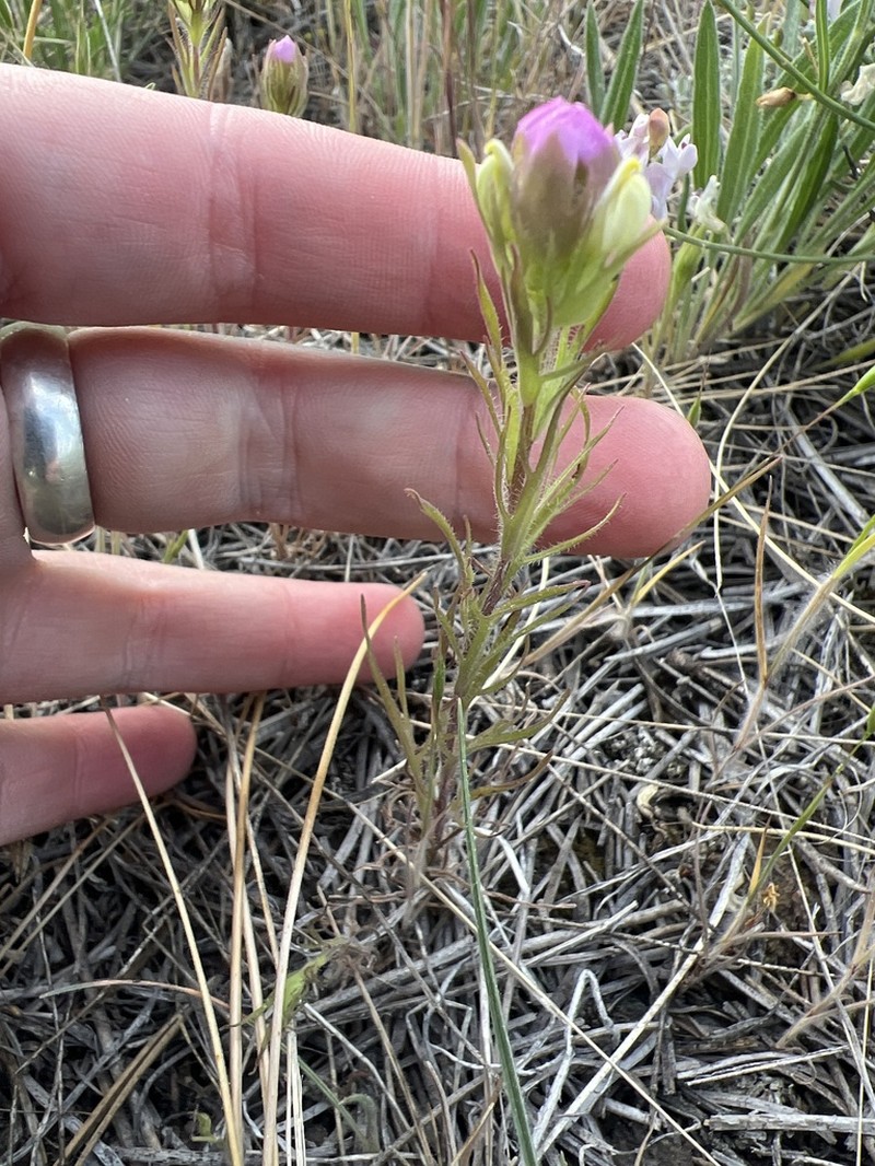 Thinleaved Owl's-Clover photo 5