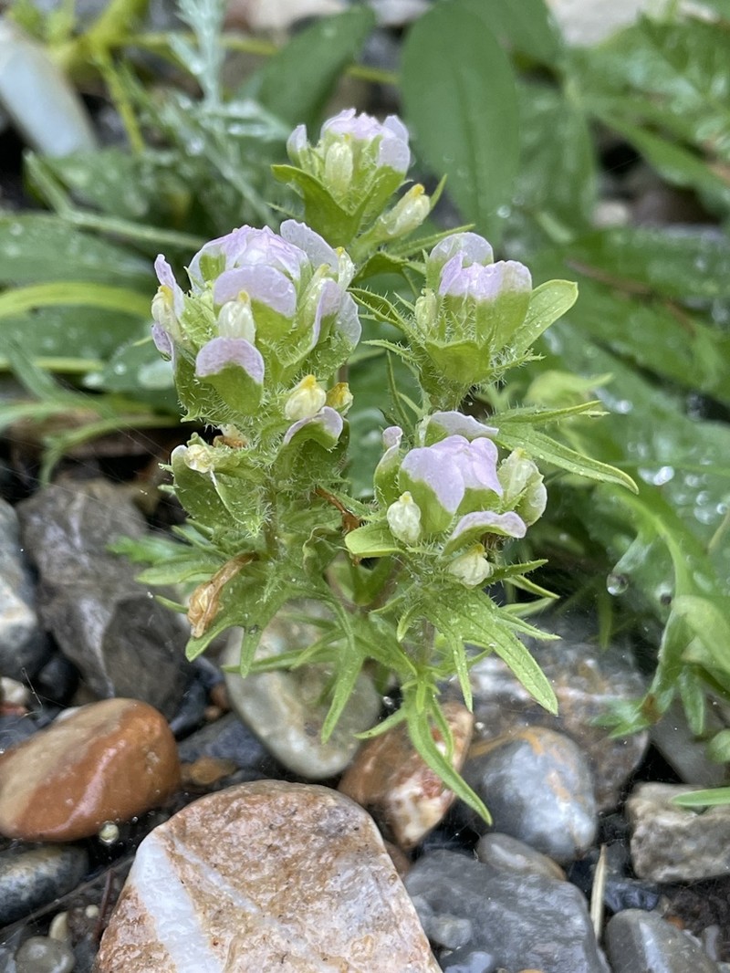Thinleaved Owl's-Clover photo 6