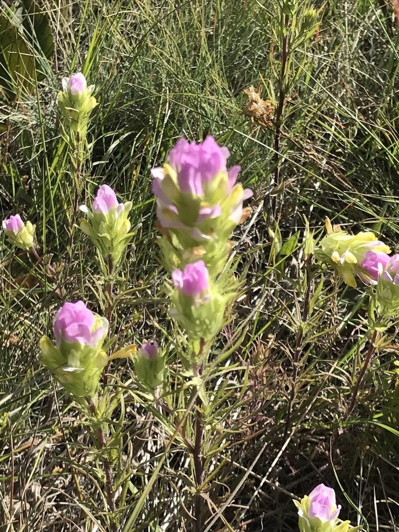 Thinleaved Owl's-Clover photo 7