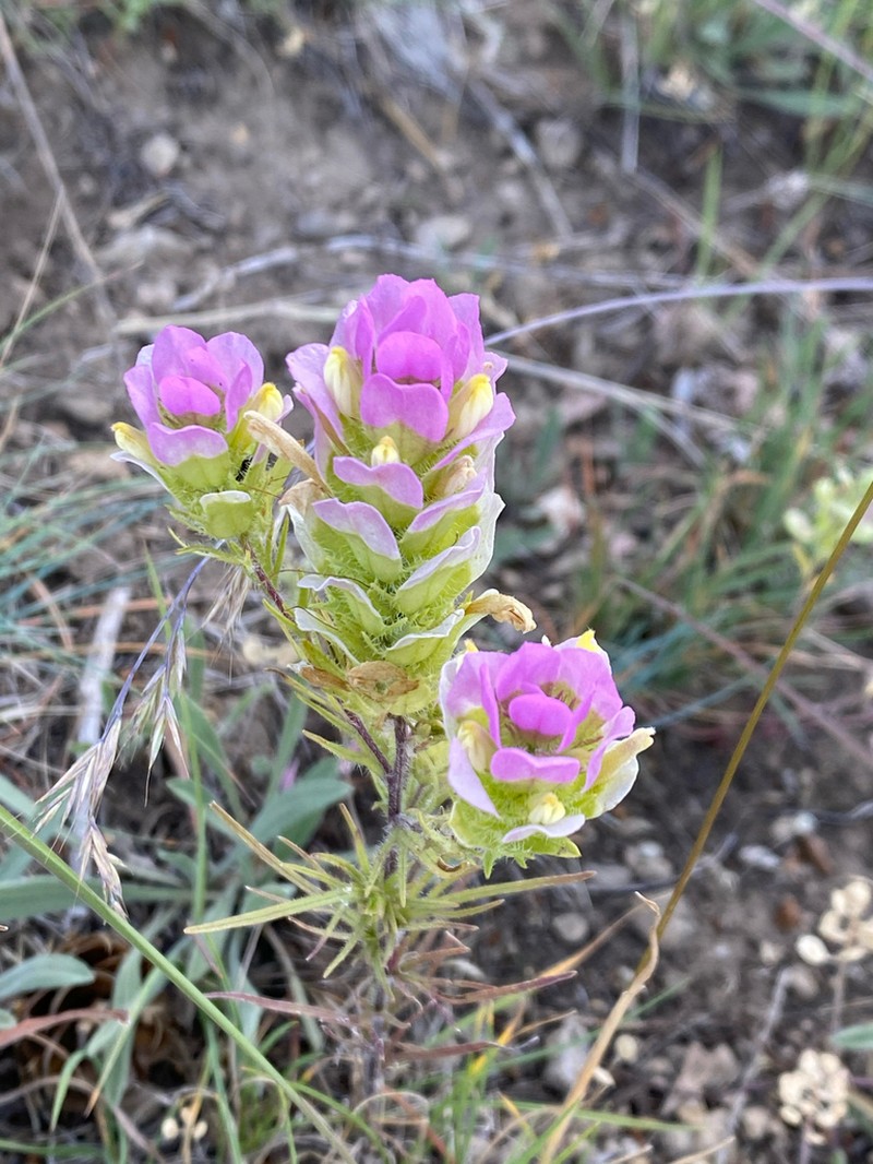 Thinleaved Owl's-Clover photo 8