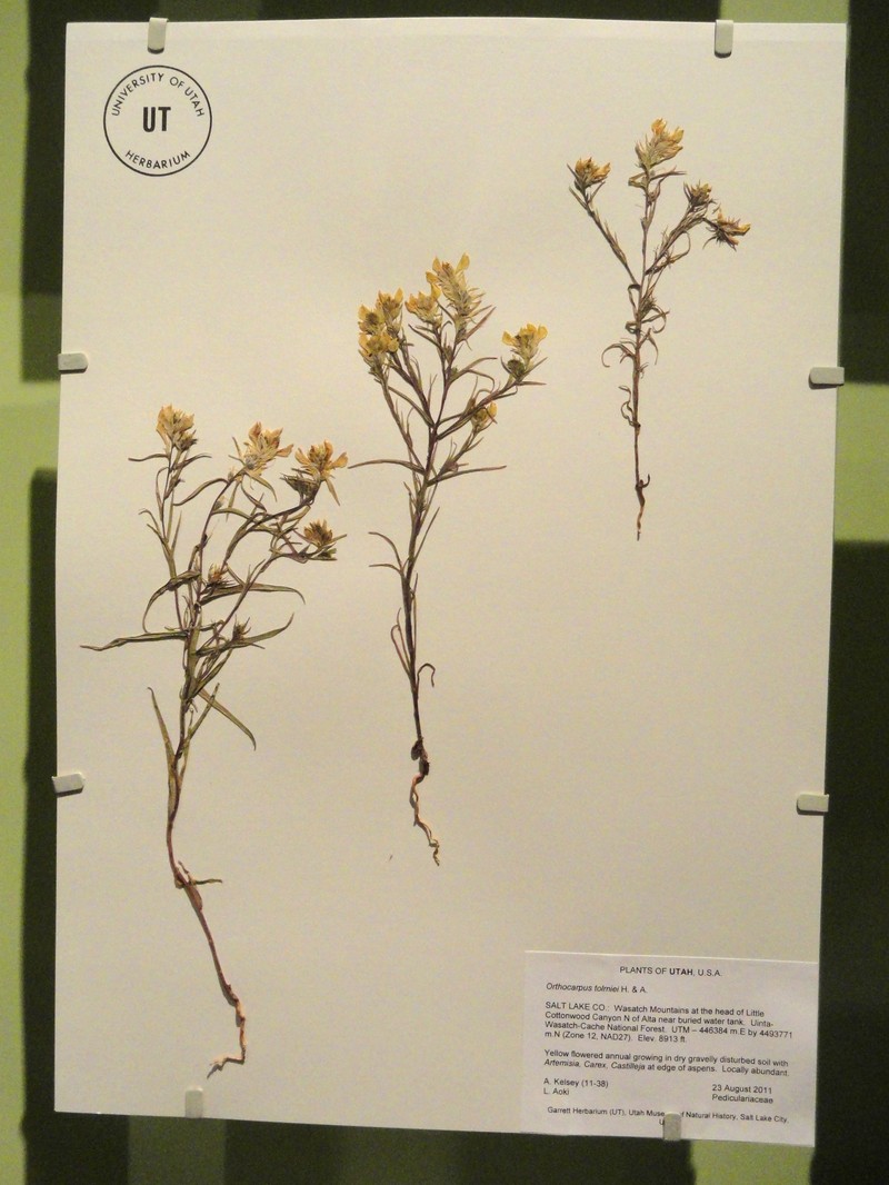 Tolmie's Owl's-Clover