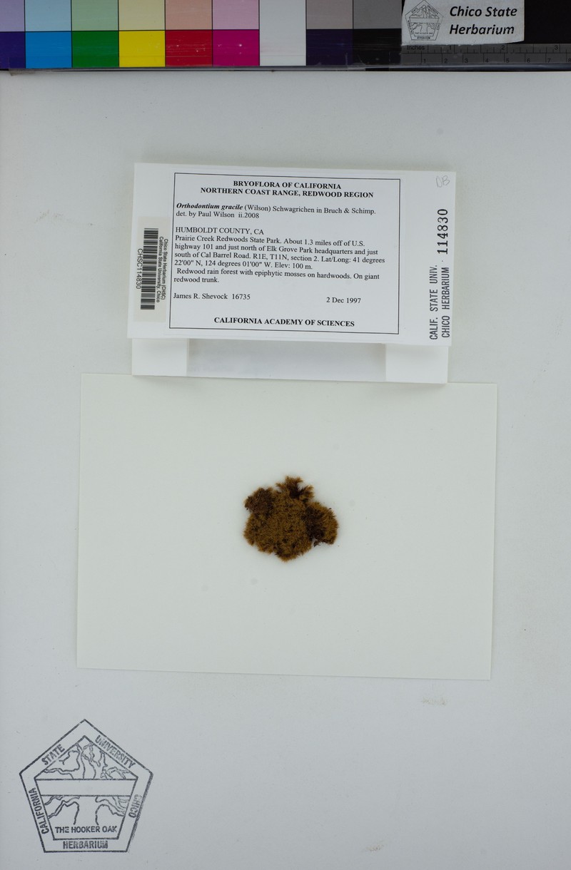 Orthodontium Moss
