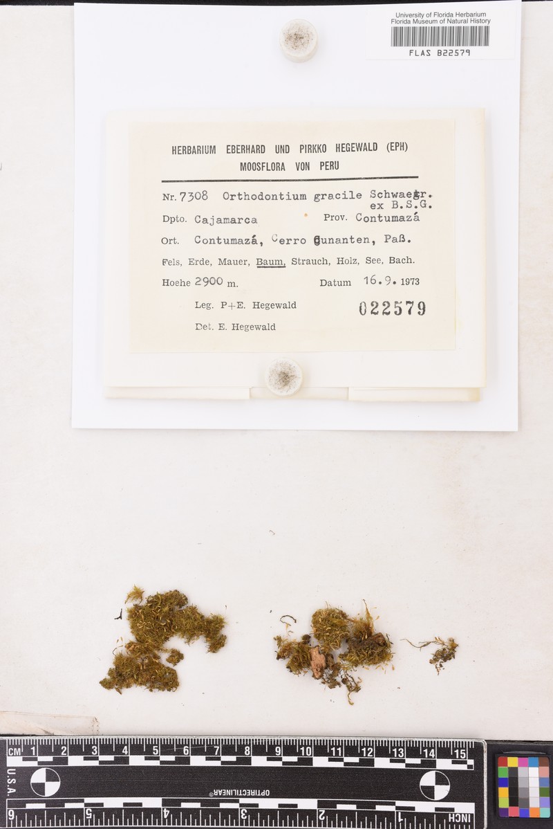Orthodontium Moss photo 2