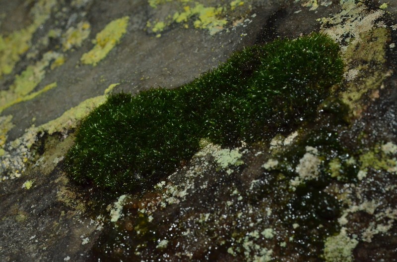 Orthodontium Moss
