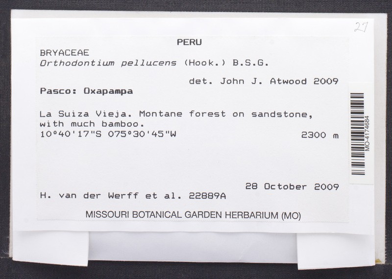 Orthodontium Moss photo 3