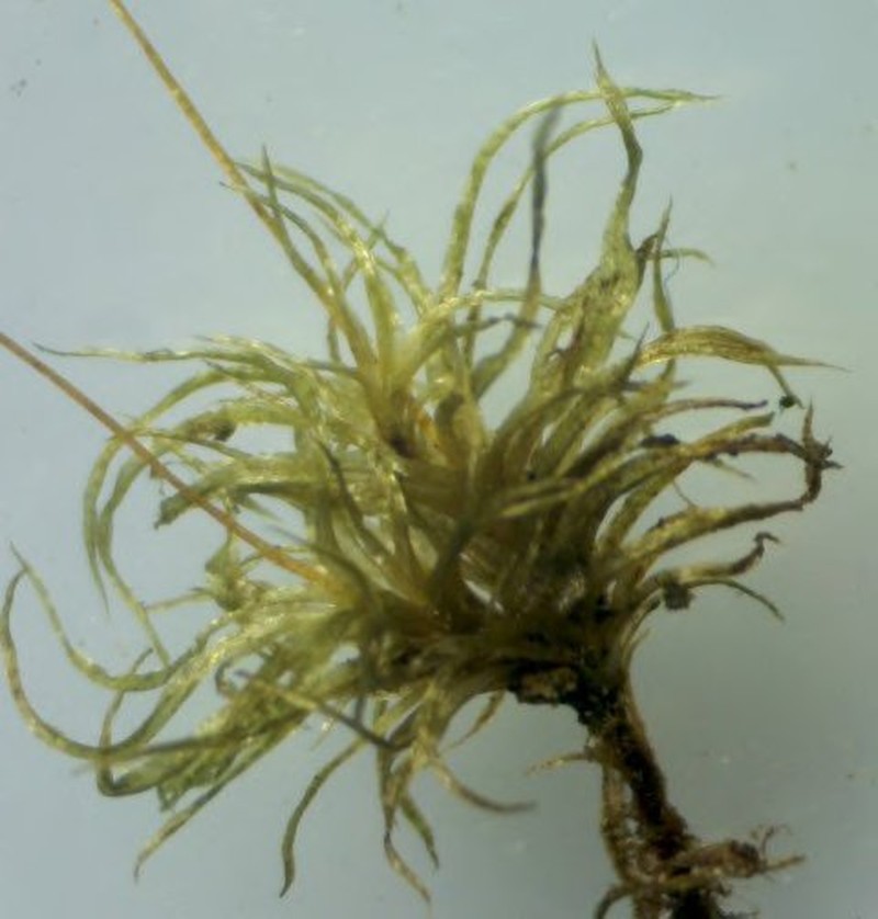 Orthodontium Moss photo 5