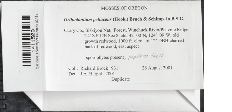 Orthodontium Moss photo 6