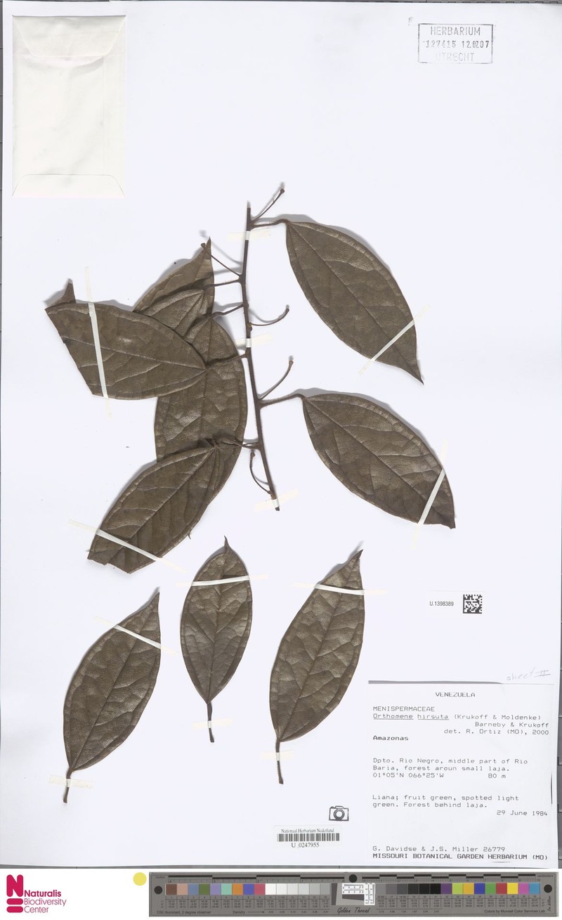 Orthomene hirsuta