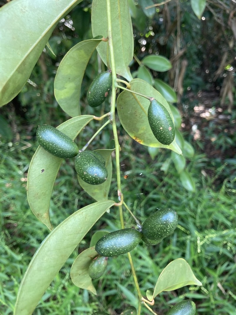 Orthomene schomburgkii