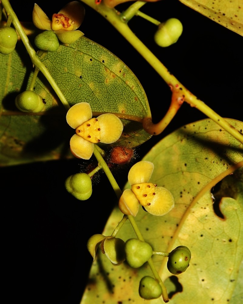 Orthomene schomburgkii photo 2