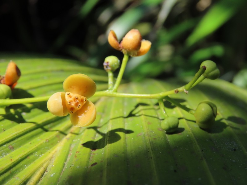 Orthomene schomburgkii photo 3