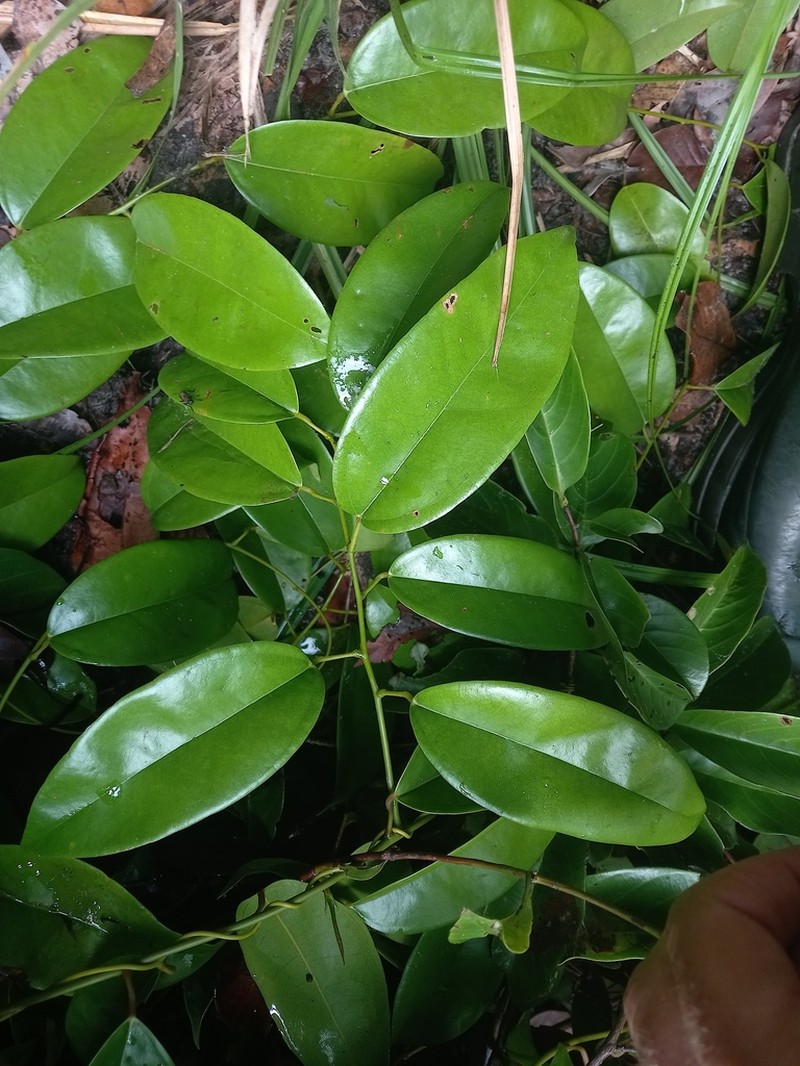Orthomene schomburgkii photo 4