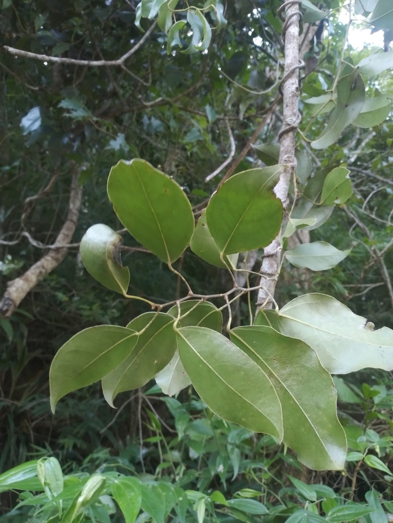 Orthomene schomburgkii photo 5