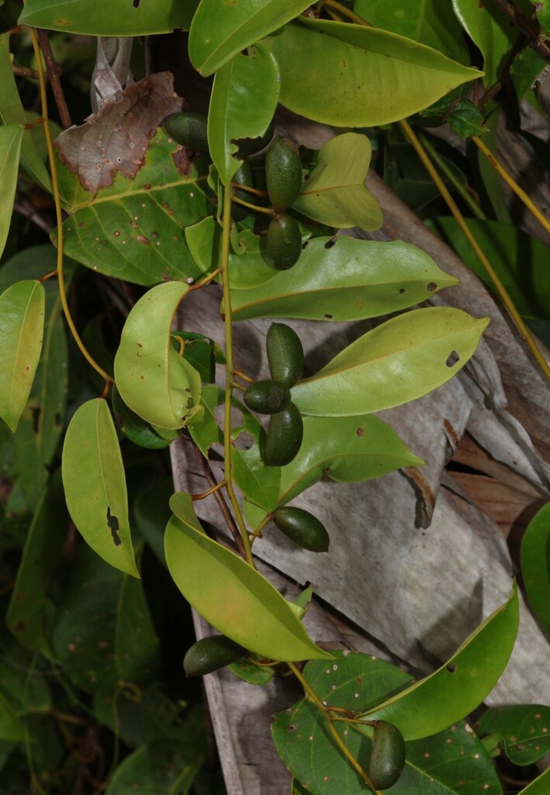 Orthomene schomburgkii photo 6