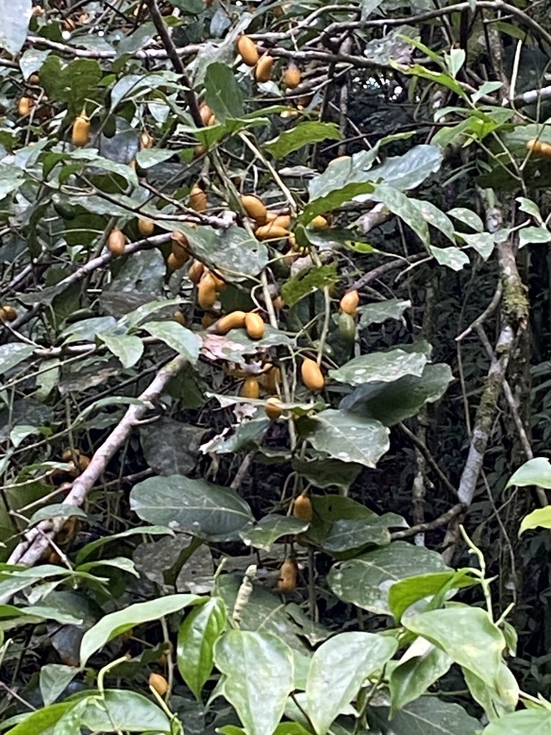 Orthomene schomburgkii photo 7